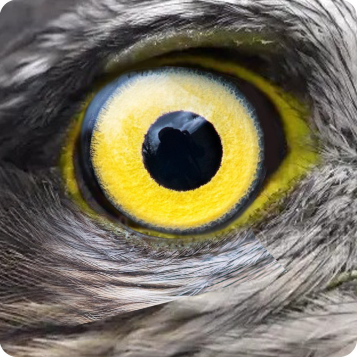 Oeil de faucon (10x10cm) - Sticker/autocollant